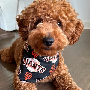 Op de afbeelding: Een krullende, roodbruine hond draagt een zwarte bandana met het woord "GIANTS" in witte en rode letters. De bandana heeft ook honkballen en het logo van het team. De hond ligt op een houten vloer.