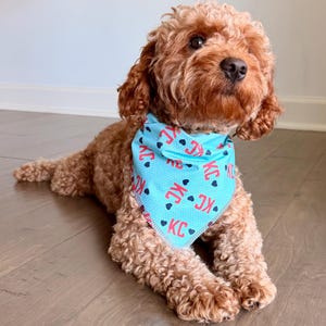 May include: A brown dog wearing a light blue bandana. The bandana has a repeating pattern of the letters "KC" in red, with black hearts. The dog is lying down on a wooden floor.