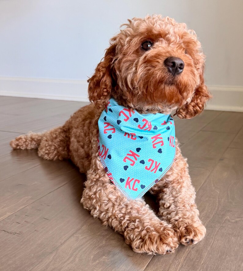 May include: A brown dog wearing a light blue bandana. The bandana has a repeating pattern of the letters "KC" in red, with black hearts. The dog is lying down on a wooden floor.