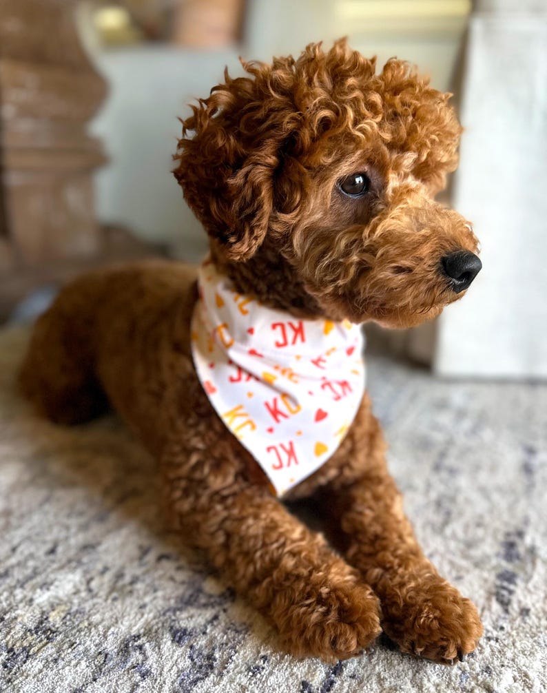 May include: A brown poodle wearing a white bandana with the letters "KC" in red and yellow. The dog is lying down on a patterned rug, with its curly fur and attentive gaze.