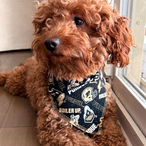 Puede incluir: Un caniche marrón con un pañuelo negro y dorado de la Universidad de Purdue. El pañuelo presenta el logotipo de Purdue y las palabras "Purdue" y "Boiler Up". El perro está tumbado en un suelo de madera.