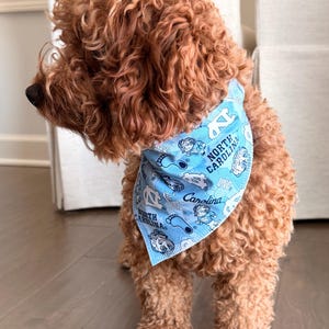 May include: A curly-haired, reddish-brown dog wearing a light blue bandana. The bandana features the words "North Carolina" and "Carolina" along with various graphics and logos in white and navy blue.