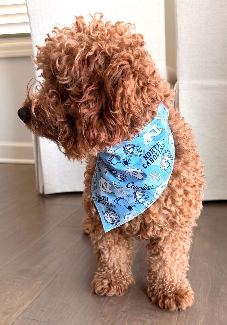 May include: A curly-haired, reddish-brown dog wearing a light blue bandana. The bandana features the words "North Carolina" and "Carolina" along with various graphics and logos in white and navy blue.
