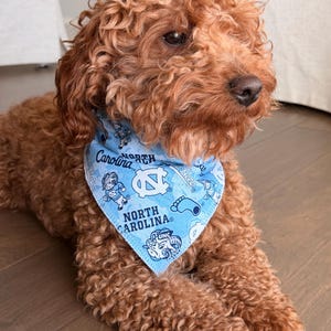 May include: A curly-haired, reddish-brown dog wearing a light blue bandana. The bandana features the words "North Carolina" and various graphics. The dog is lying down on a wooden floor.