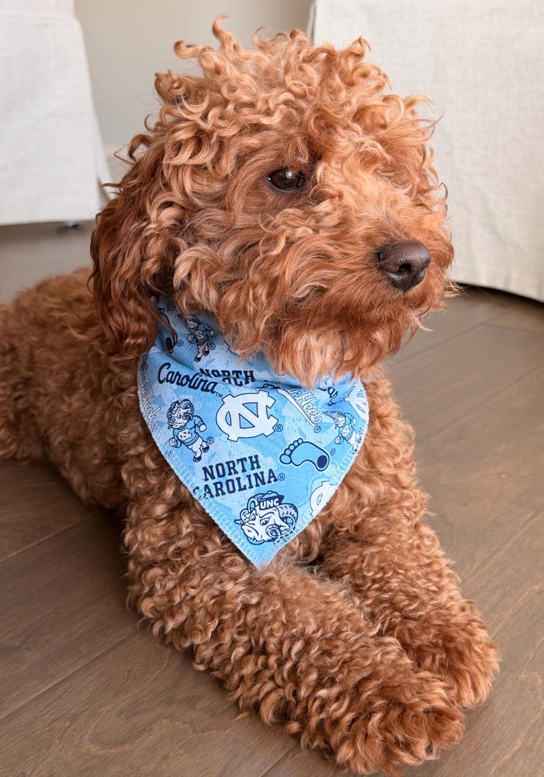 May include: A curly-haired, reddish-brown dog wearing a light blue bandana. The bandana features the words "North Carolina" and various graphics. The dog is lying down on a wooden floor.