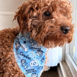 May include: A light brown dog wearing a light blue bandana with the words "Carolina" and "North Carolina" printed on it. The bandana also features cartoon graphics and the letters "UNC". The dog has curly fur.