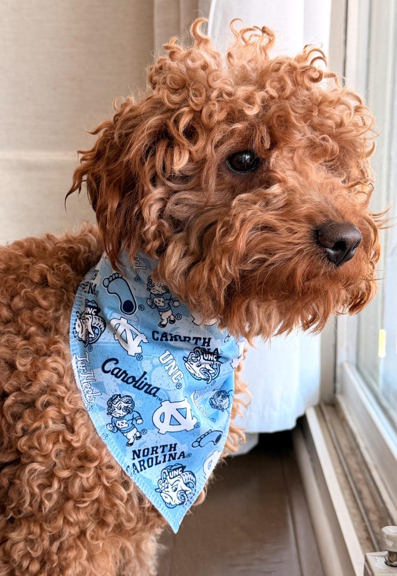 May include: A light brown dog wearing a light blue bandana with the words "Carolina" and "North Carolina" printed on it. The bandana also features cartoon graphics and the letters "UNC". The dog has curly fur.