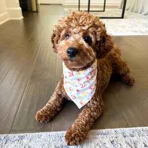 May include: A brown poodle wearing a light blue bandana with a repeating pattern of hearts and the letters "KC". The dog is lying on a hardwood floor with a rug in the foreground.