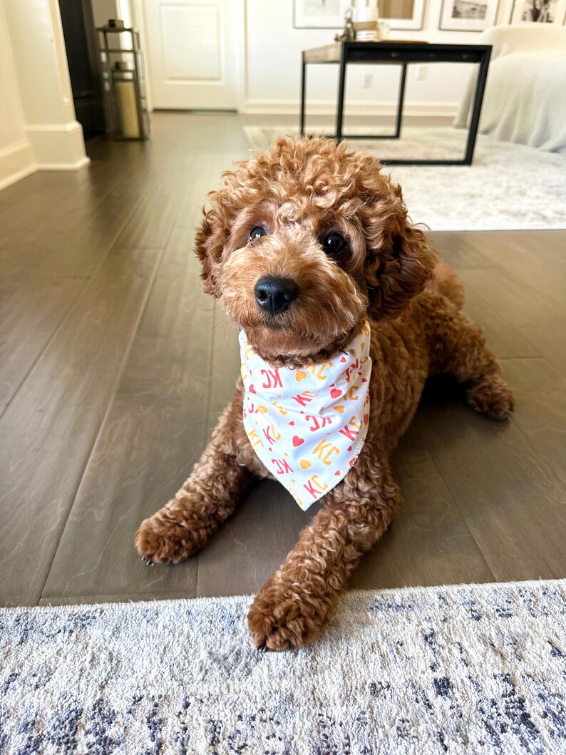 May include: A brown poodle wearing a light blue bandana with a repeating pattern of hearts and the letters "KC". The dog is lying on a hardwood floor with a rug in the foreground.