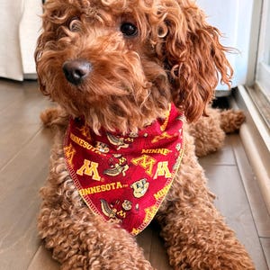 Könnte beinhalten: Ein lockiger, rotbrauner Hund trägt ein dreieckiges rotes Halstuch. Der Stoff zeigt ein sich wiederholendes Muster aus dem 'M'-Logo der University of Minnesota, dem Wort 'MINNESOTA' und einem Zeichentrick-Gopher-Maskottchen in Gelb und Weiß.