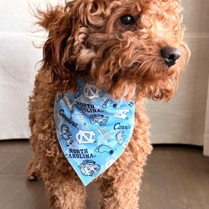 May include: A curly-haired, reddish-brown dog wearing a light blue bandana. The bandana features the text "North Carolina" and "Carolina" along with UNC logos and graphics. The dog is sitting on a wooden floor.