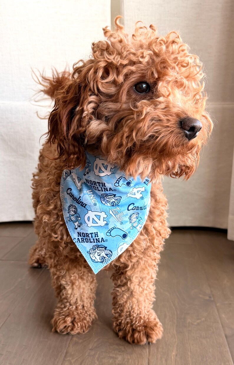 May include: A curly-haired, reddish-brown dog wearing a light blue bandana. The bandana features the text "North Carolina" and "Carolina" along with UNC logos and graphics. The dog is sitting on a wooden floor.