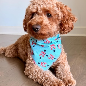 May include: A brown poodle wearing a light blue bandana with the letters "KC" in red and black hearts. The dog is lying down on a wooden floor, looking at the camera.
