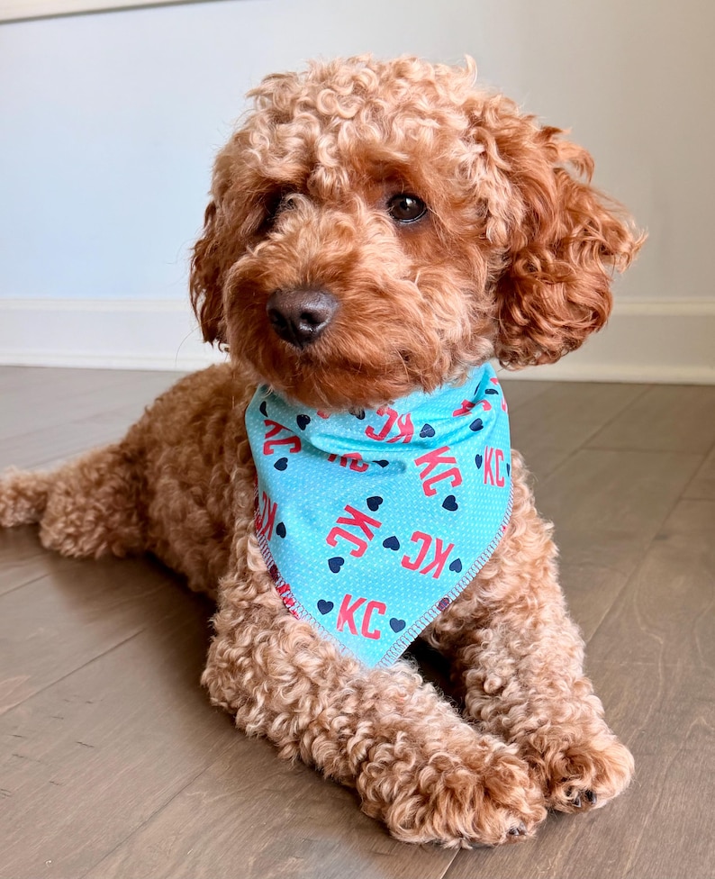 May include: A brown poodle wearing a light blue bandana with the letters "KC" in red and black hearts. The dog is lying down on a wooden floor, looking at the camera.