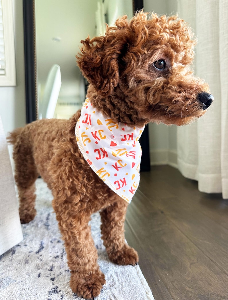 May include: A small, curly-haired, brown dog wearing a white bandana with the letters "KC" in red and yellow. The dog is standing on a patterned rug, with a wooden floor in the background. The dog is looking to the right.