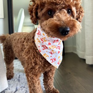 May include: A brown poodle wearing a white bandana with the letters "KC" in red and yellow, along with red hearts. The dog is standing on a patterned rug, with a wooden floor in the background.