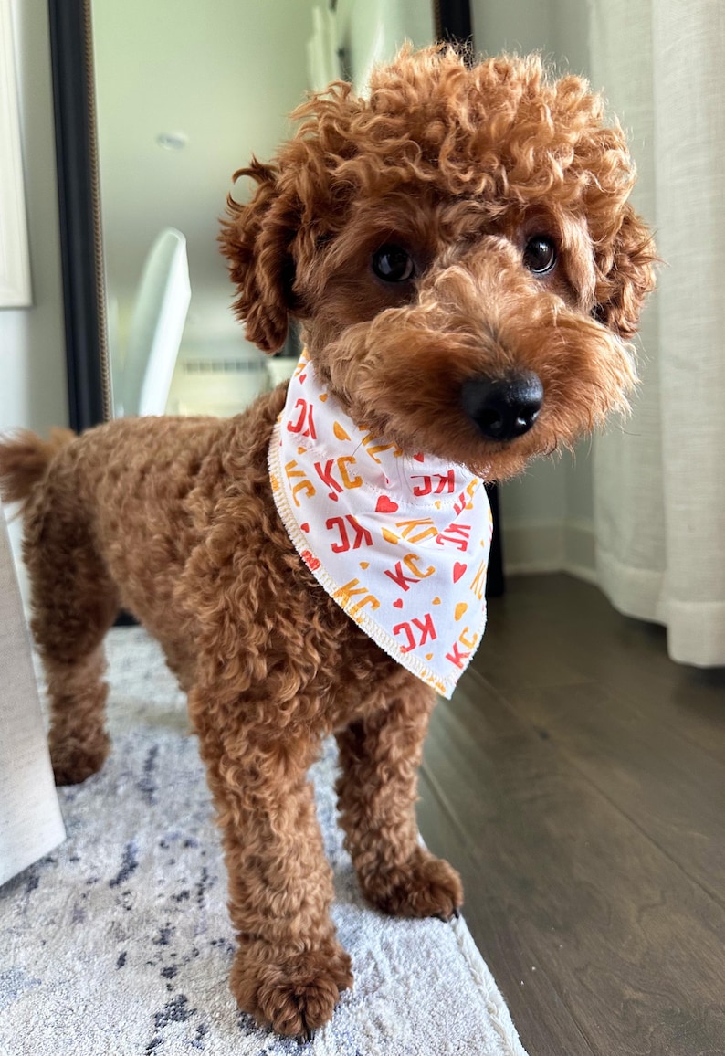 May include: A brown poodle wearing a white bandana with the letters "KC" in red and yellow, along with red hearts. The dog is standing on a patterned rug, with a wooden floor in the background.