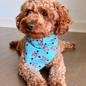 May include: A brown dog wearing a light blue bandana with the letters "KC" in red and black hearts. The dog is lying down on a wooden floor. The dog has curly brown fur.
