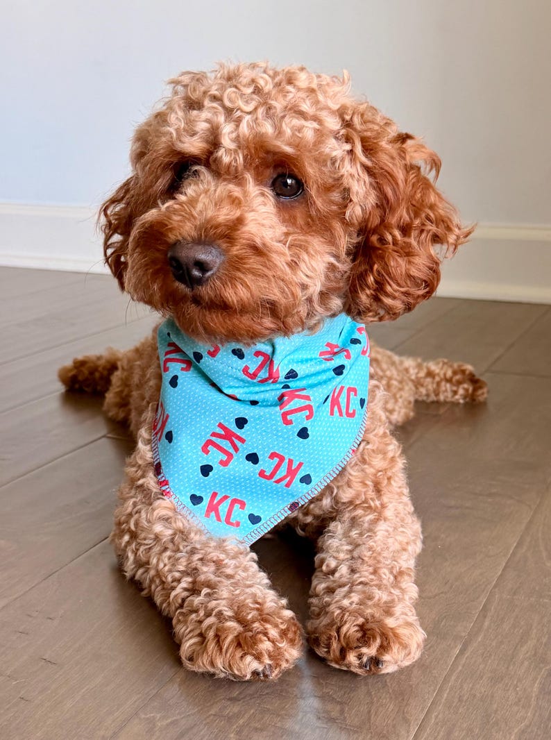 May include: A brown dog wearing a light blue bandana with the letters "KC" in red and black hearts. The dog is lying down on a wooden floor. The dog has curly brown fur.