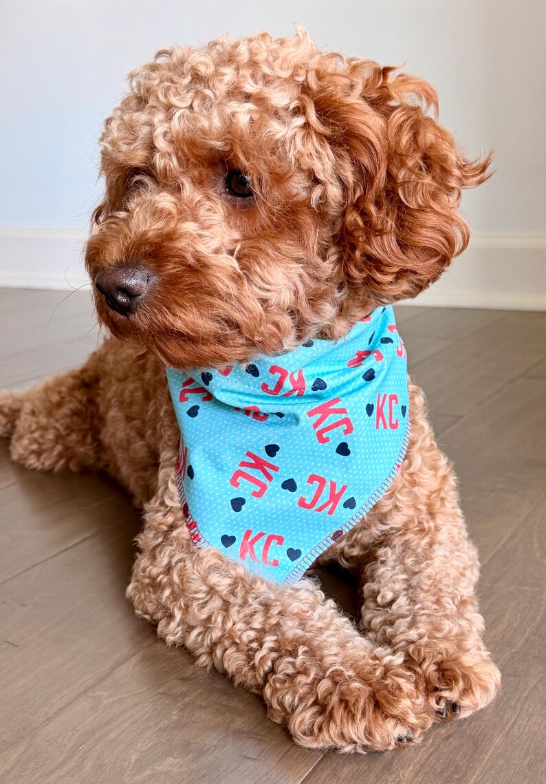 May include: A light brown dog wearing a light blue bandana. The bandana has the letters "KC" in red with black hearts. The dog is lying down on a wooden floor.