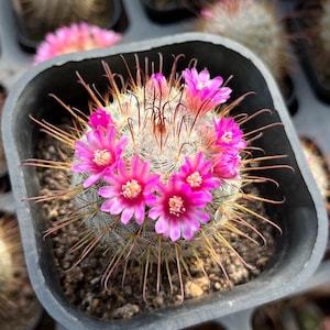 2" Mammillaria Bombycina Enkel, krukväxt, gåvoväxt, sällsynt, barrotad