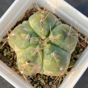 Gymnocalycium Horstii Variegated - Etsy
