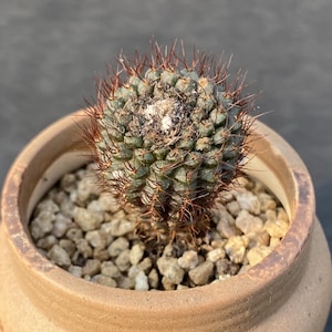 1.7“, Thelocactus Centipede pills,  Rare Cactus, Succulent, Girlfriend Gift, Indoor Shipped without Pots,