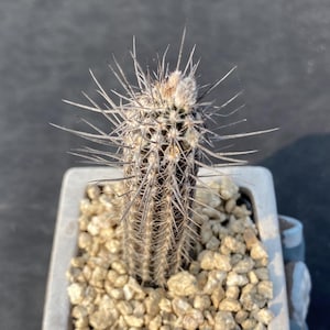 2,5“, Thelocactus Imagination Pills, Living Plant, Shipped without Pots, Rare Cactus,  Gift, Indoor