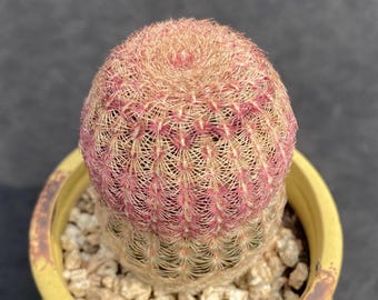 Cactus erizo arcoíris de 6,35 cm (2,5 pulgadas), Echinocereus rigidissimus, cactus vivo de colores.