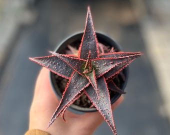 4,5 ""Aloe Variegata, seltene Sukkulente, mit nackter Wurzel."