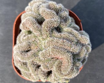 2,5-calowy Mammillaria elongata Cristata, rzadki kaktus mózgowy