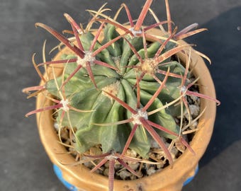 Ferocactus Latispinus de 2", planta suculenta, de exterior, verde, a raíz desnuda