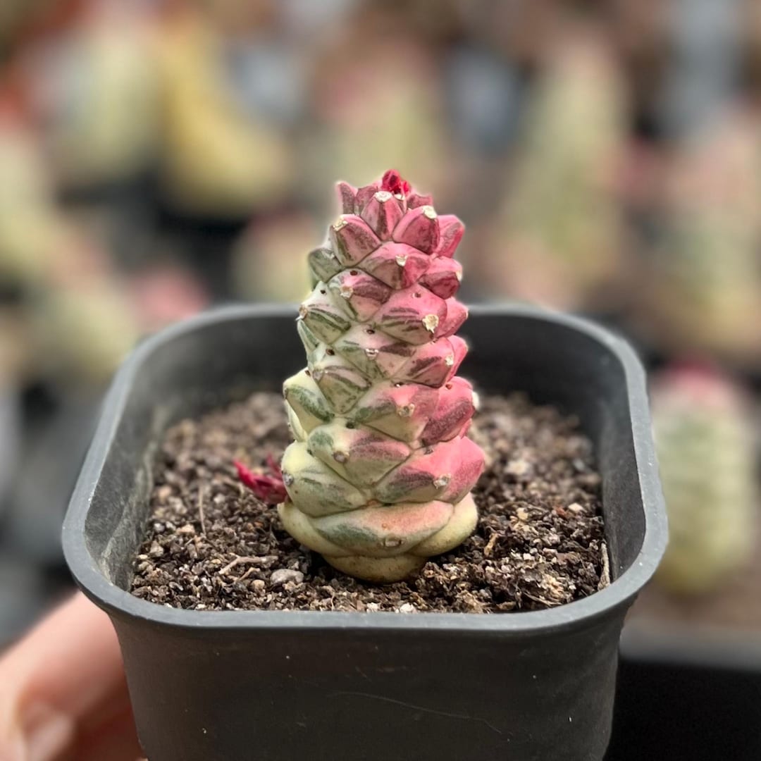 3‘’ Euphorbia Ritchiei Variegata, With Creamy White Variegation, Rare ...