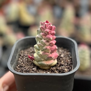Può includere: Una piccola pianta succulenta in vaso con un aspetto unico a strati. La pianta passa da una base verde chiaro a un rosa vibrante in cima. Il vaso è un semplice quadrato nero, riempito di terra. La pianta ha un piccolo bocciolo rosso.