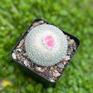 1,5" epithelantha bokei, zeldzame bokehknopcactus