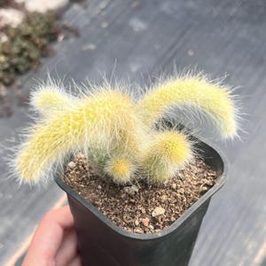4" Hildewintera Colademononis, Hanging Cactus, Rare Succulent