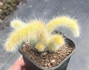 10 cm Hildewintera Colademononis, hängender Kaktus, seltene Sukkulente