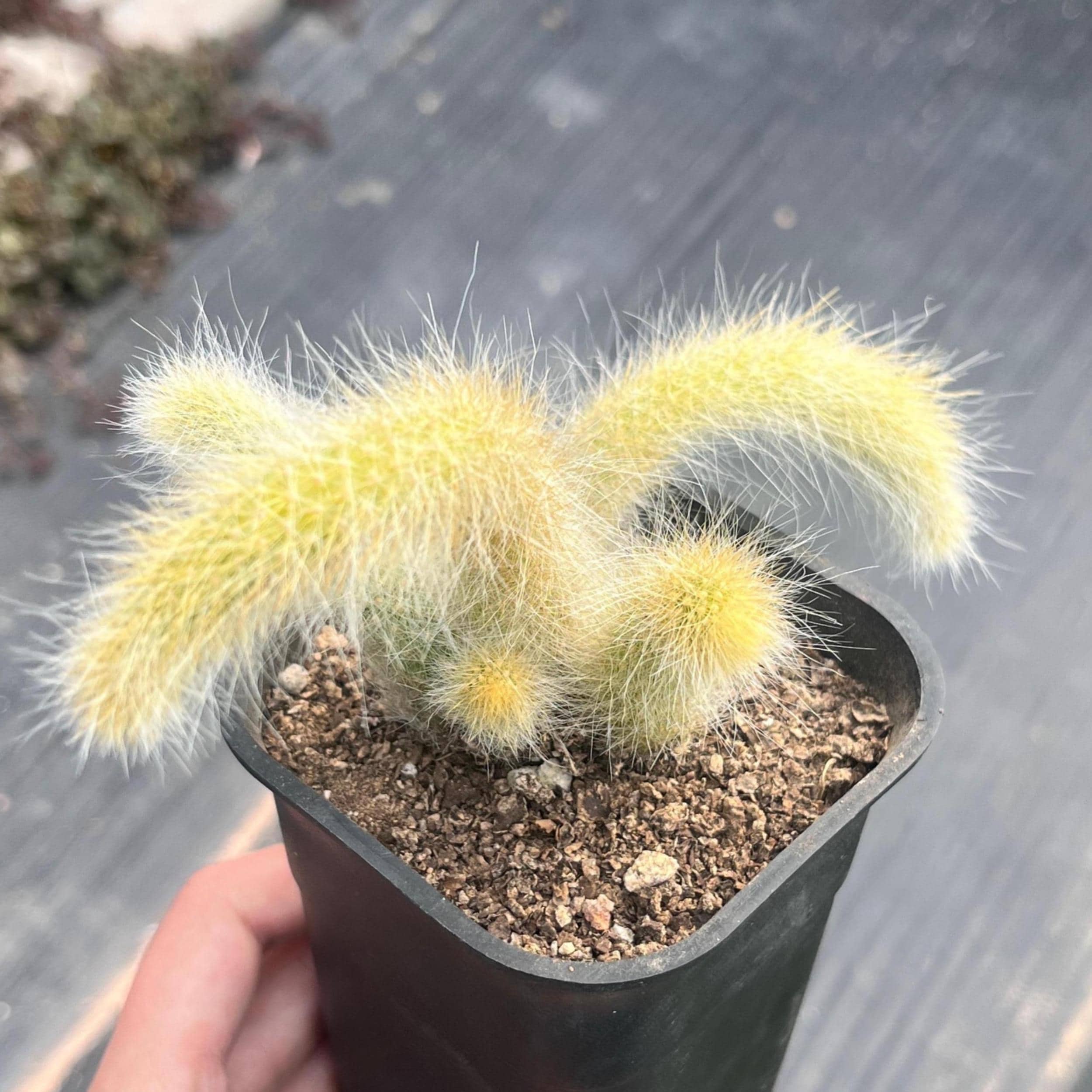 gymnocalycium bruchii Gymnocalycium bruchii – Rita Lee's Nursery main image 0