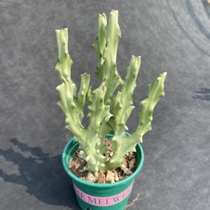 Buy Caralluma Fimbriata Online In India - Etsy India