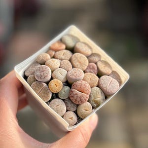 Puede incluir: Una pequeña maceta blanca cuadrada llena de una colección de suculentas coloridas en forma de guijarros. Las suculentas muestran una variedad de colores, incluyendo beige, naranja y rosa. Las plantas tienen una apariencia única de hoja dividida y son un tipo de Lithops.