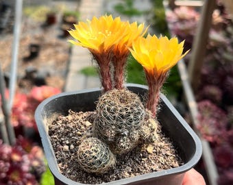 Sulcorebutia canigueraliia, cactus succulento raro, alta 1,5 pollici.