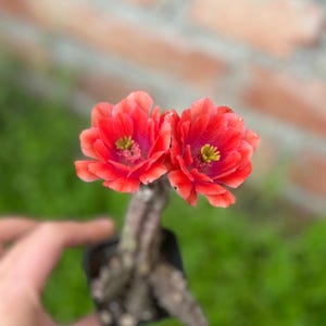 May include: A set of three ceramic mugs with a speckled, matte finish. The mugs are in shades of cream, light gray, and dark gray. Each mug has a simple, modern design and a rounded handle.