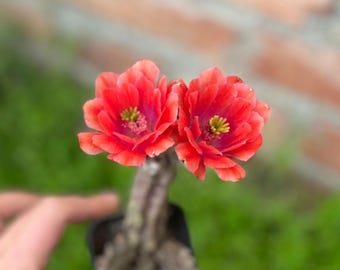 Racimo de Echinocereus 'Momotaro' de 4", planta viva, se envía sin maceta, cactus raro
