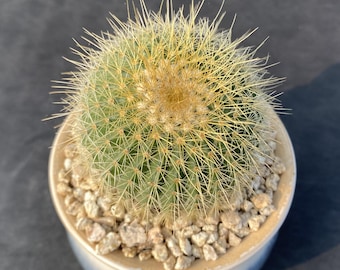 Cactus suculento enraizado Parodia leninghausii de 2 pulgadas