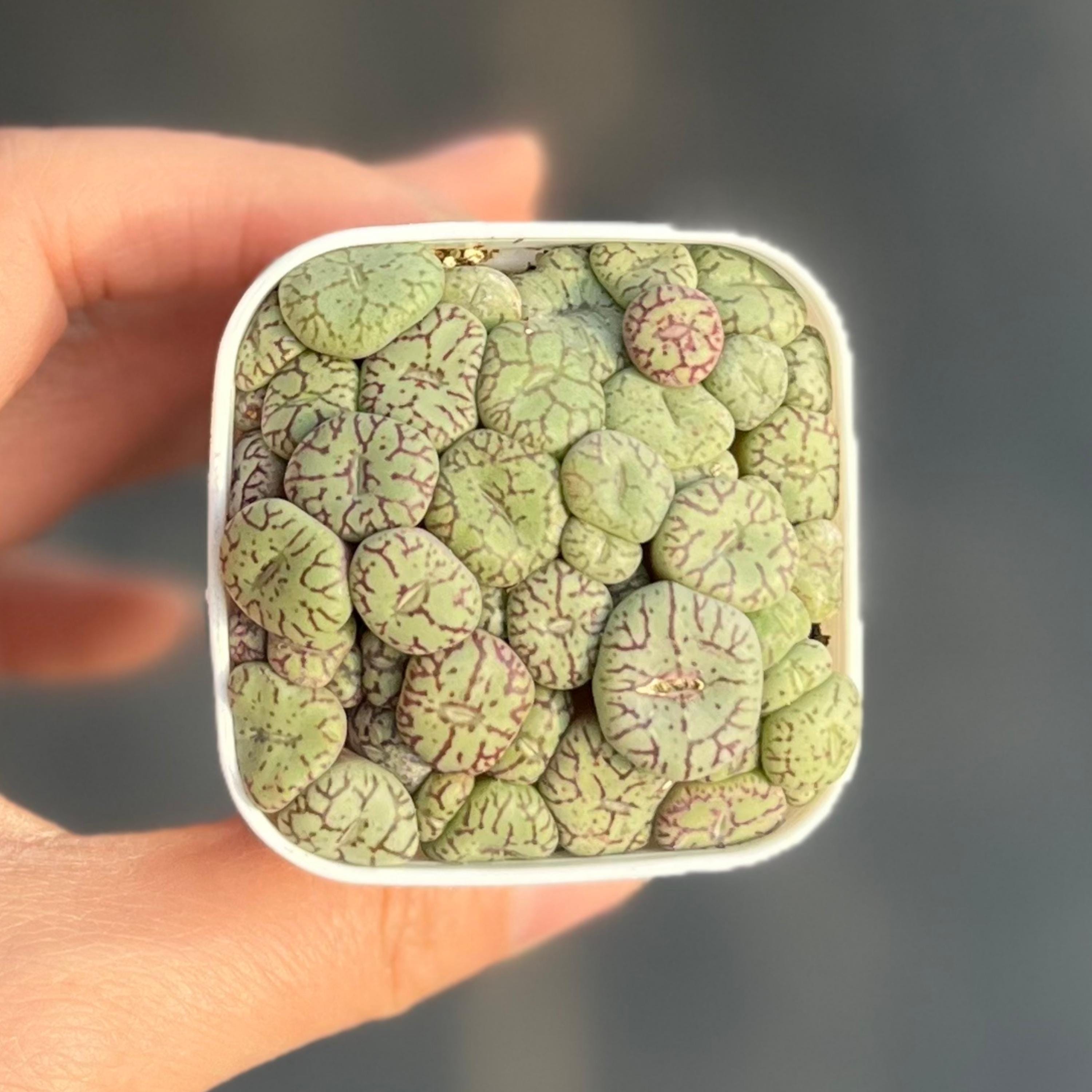 Hydnophytum - Etsy 日本