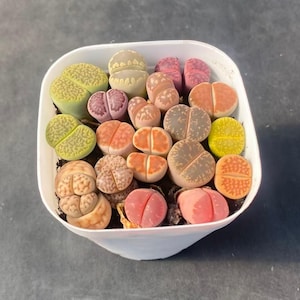Puede incluir: Una maceta cuadrada blanca llena de una colección de pequeñas suculentas Lithops con forma de guijarro. Las plantas muestran una variedad de colores que incluyen tonos verdes, amarillos, naranjas, rosas, morados y marrones, con patrones distintos.