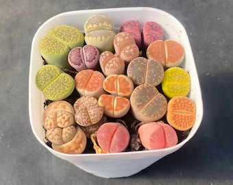 Lithops mixtos, 10+ unidades enviadas en maceta de 6,35 cm, densas y frondosas, suculentas Living Stone raras.