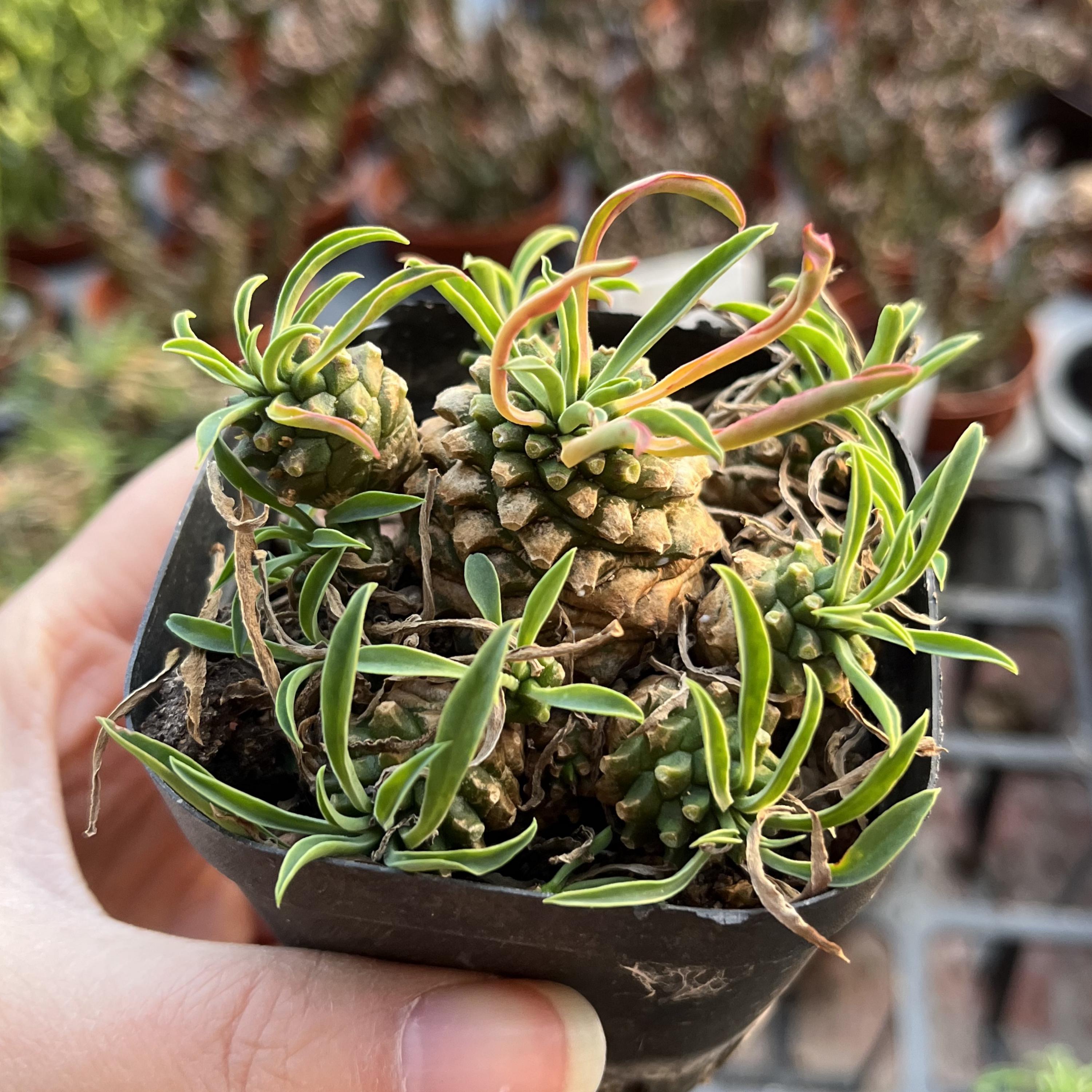Madagaskar Sukkulente Euphorbia Platyclada  Seltene Gefleckte Euphorbie  Sukkulente Zimmerpflanze Aus Madagaskar