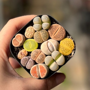 May include: A collection of colorful living stone plants, also known as Lithops, in a small black square pot. The succulent plants display a variety of colors, including green, yellow, orange, and beige. The plants are in a small black pot.