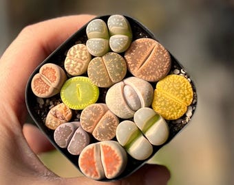 Lithops mixtos de 0,6"-0,8", enviados en maceta de 2,5", frondosos y densos, suculenta de piedra viva rara.